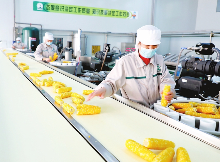 “企业+合作社+农户”联动模式助力公主岭市农副产品发展及周边农民就业脱贫